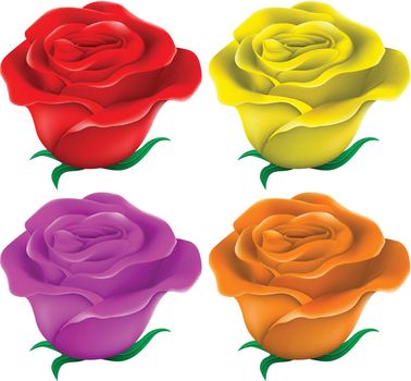 Illustration of the colourful roses ton a white background