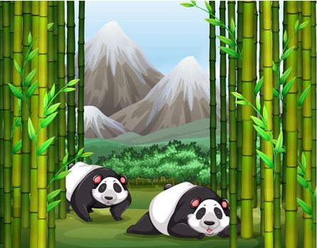 Panda sitting near the bamboo trees