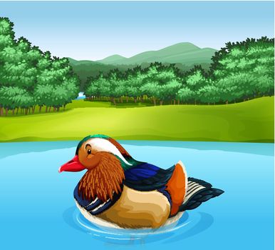Poster of a Mandarin duck swimming in a river