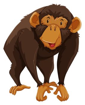 Brown monkey on a white background