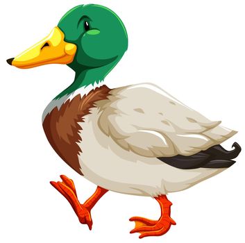 Colorful duck on white background
