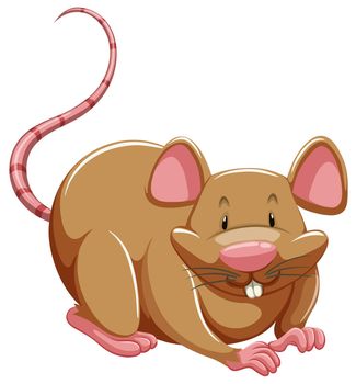 One brown rat on a white background