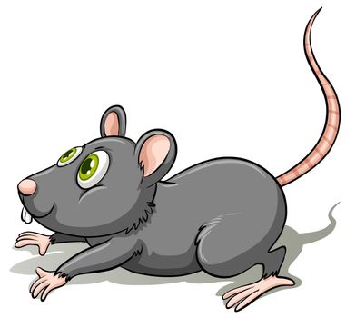 A gray rat on a white background