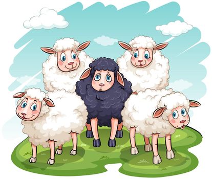 Five sheeps on a white background
