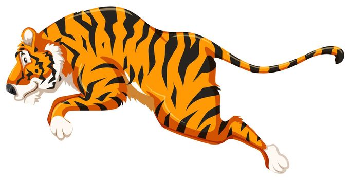 Side view of a tiger in a jumping pose on a white background
