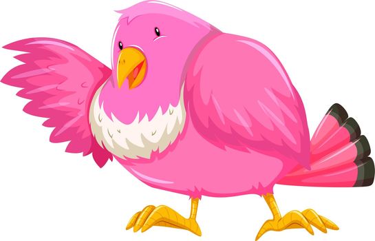 Pink feather bird on white background