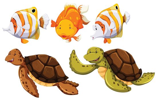 Fish and turtle on the white background