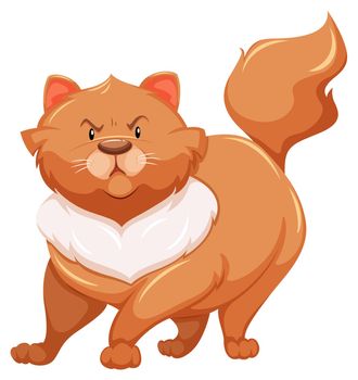 Angry fat cat on a white background