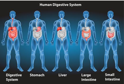 Xrays of human digestive system