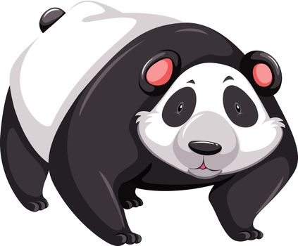 Huge panda with staring expression
