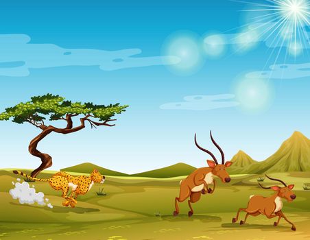 Cheetah chasing deers in the savanna illustration