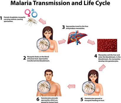 Malaria Transmission and life cycle illustration