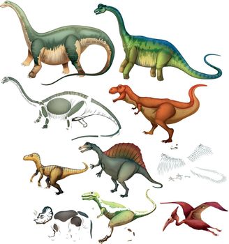 Different type of dinosaurs illustration