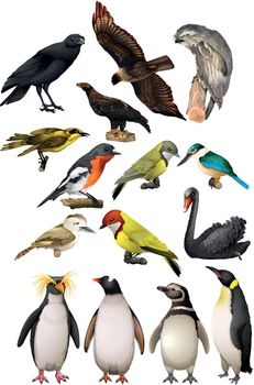 Different kind of birds illustration