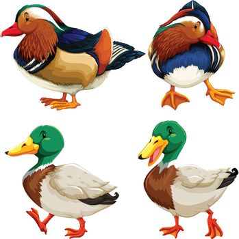 Different kind of ducks illustration
