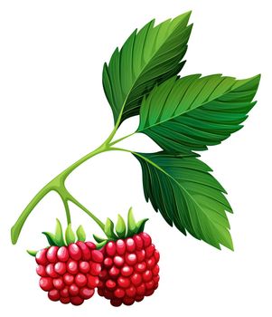 Fresh rasberries with stem illustration