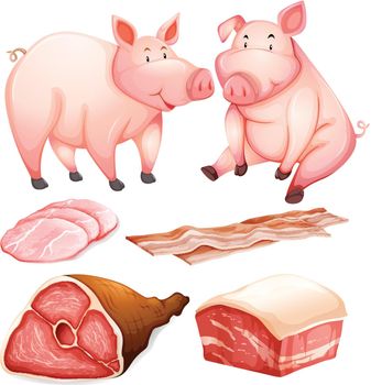 Pig and pig products illustration