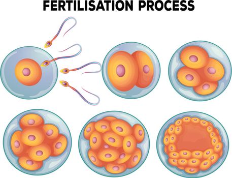 Diagram of fertilisation process illustration