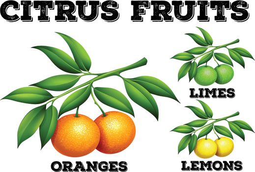 Citrus fruits on branches illustration