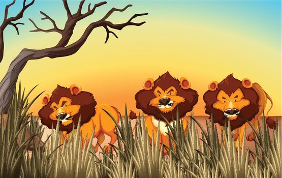 Three lions on the land illustration