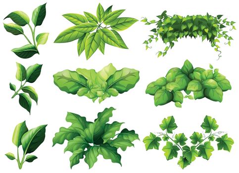 Different kind of leaves illustration