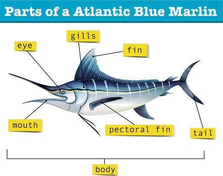 Diagram showing parts of atlantic blue marlin illustration