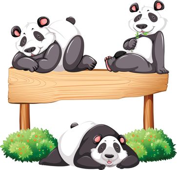 Three pandas and wooden sign illustration