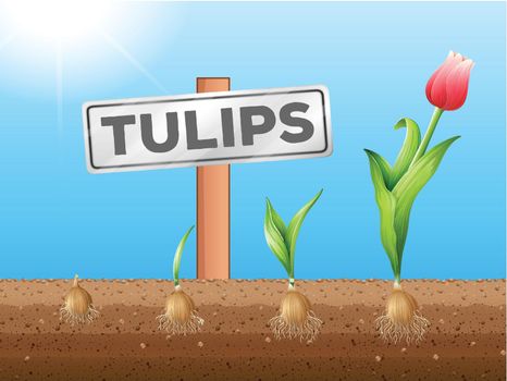 Tulips growing from underground illustration