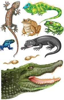 Different types of reptiles illustration