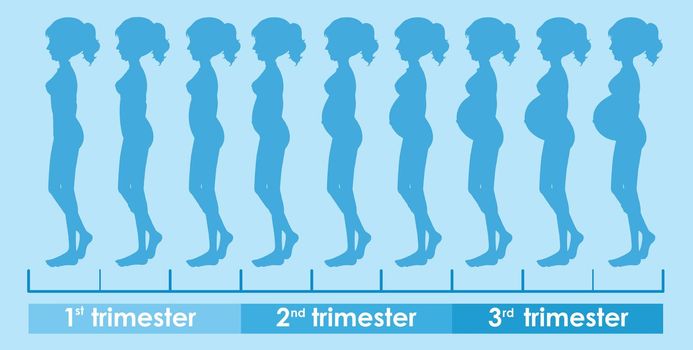 A Vector of Pregnancy Progress illustration
