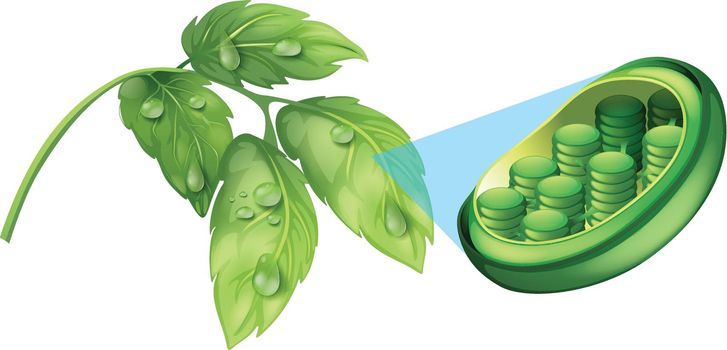 Green leaves and cell plant diagram illustration