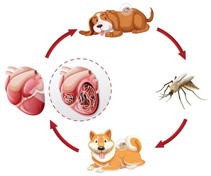 Heartworm life cycle chart illustration