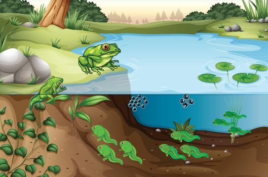Scene of frogs in a pond illustration