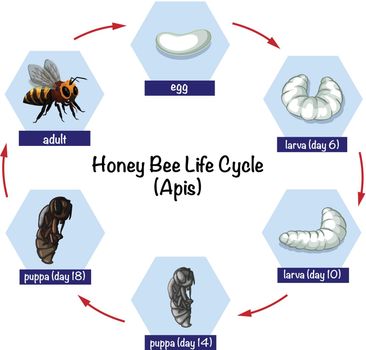 Honey bee life cycle illustration