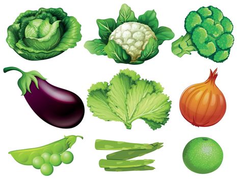 Set of vegetables white background illustration