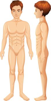 Male Body on White Background illustration