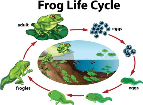 A frog life cycle illustration