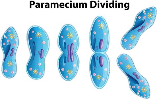Paramecium Dividing bacteria diagram illustration