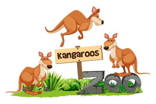 Three kangaroos at the zoo sign illustration