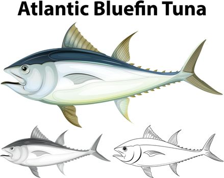 Drafting character for atlantic bluefin tuna illustration