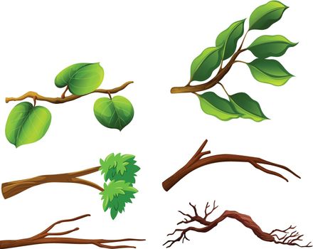 Set of branches with leaves illustration