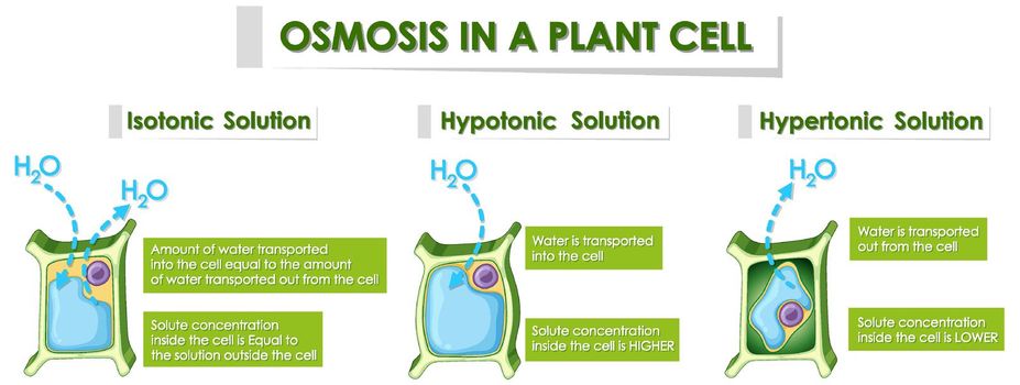 Diagram showing osmosis in plant cell illustration