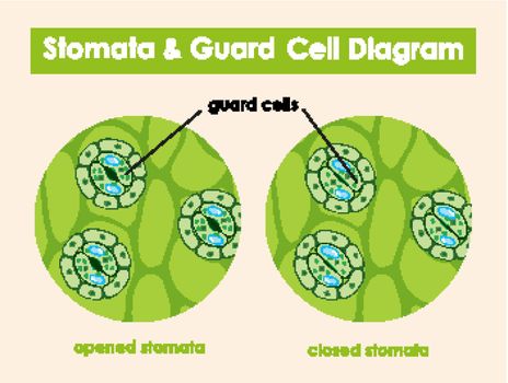 Diagram showing stomata and guard cell illustration