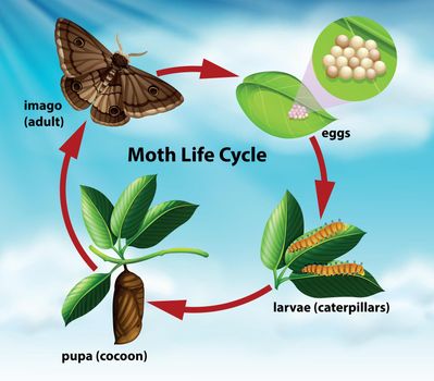 A moth life cycle illustration