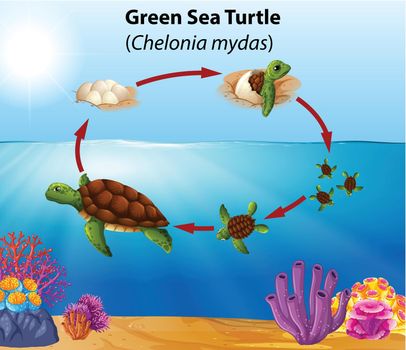 Green sea turtle life cycle illustration