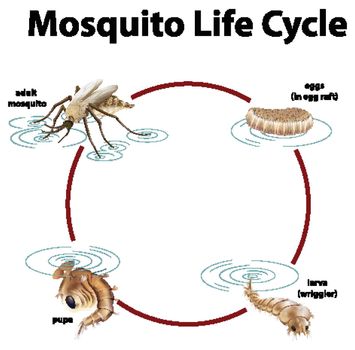 Diagram showing life cycle of mosquito illustration
