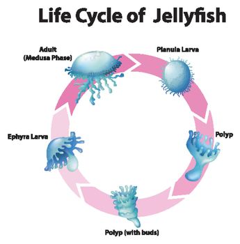 Diagram showing life cycle of jellyfish illustration