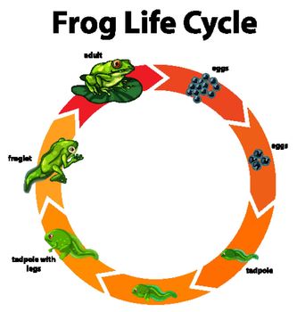 Diagram showing life cycle of frog illustration