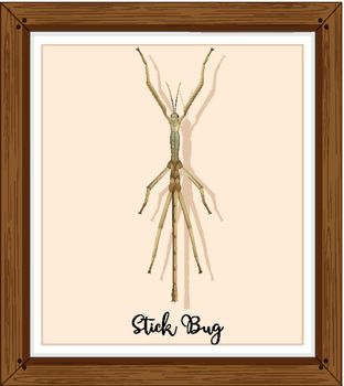 Stick bug on wooden frame illustration