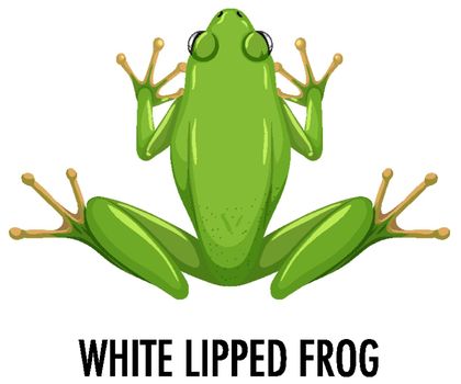 White lipped frog isolated on white background illustration